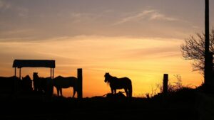 El ICA lidera vacunación contra la encefalitis equina venezolana