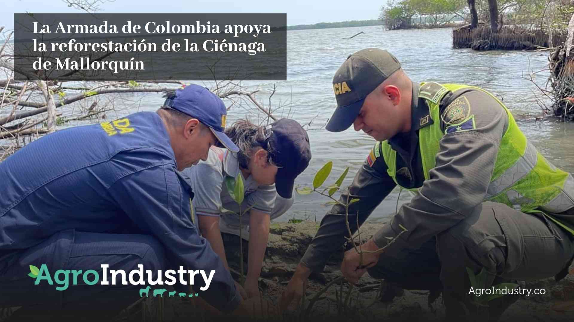 La Armada de Colombia apoya la reforestación de la Ciénaga de Mallorquín
