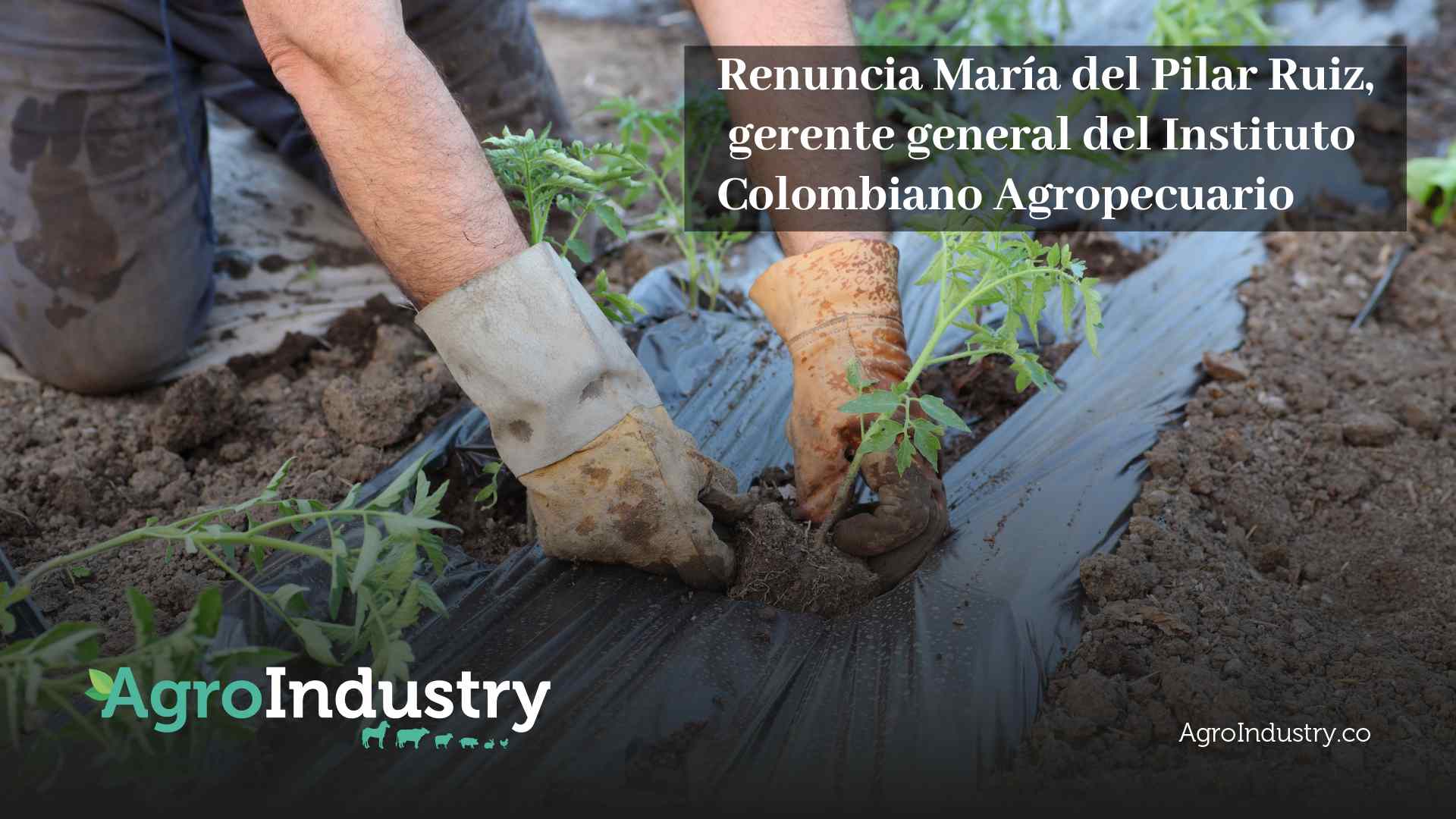 Renuncia-Maria-del-Pilar-Ruiz-gerente-general-del-Instituto-Colombiano-Agropecuario