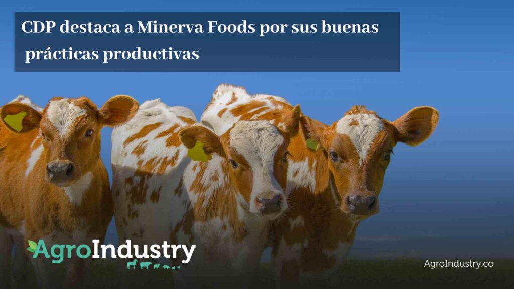 CDP destaca a Minerva Foods por sus buenas prácticas productivas