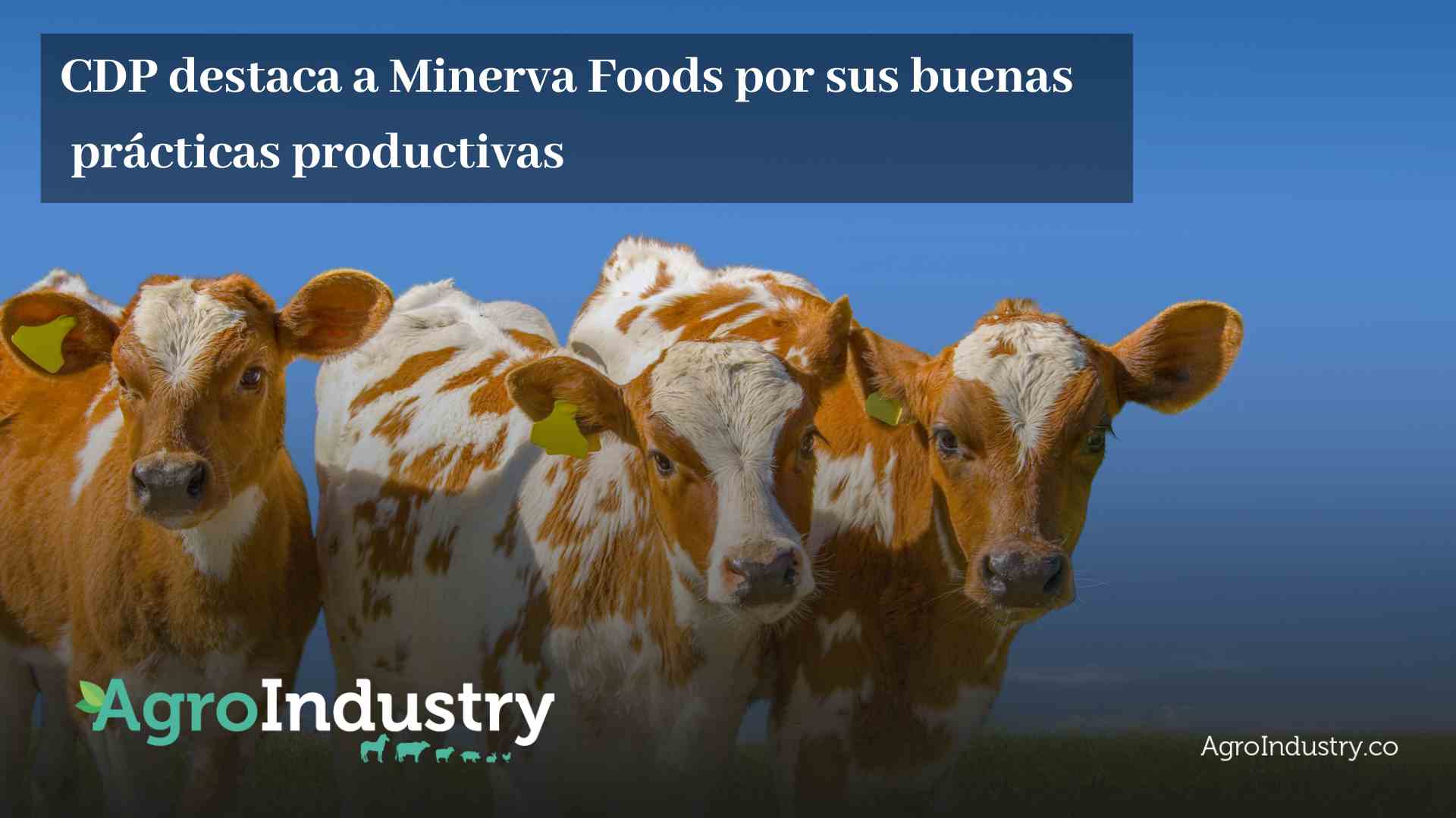 CDP destaca a Minerva Foods por sus buenas prácticas productivas