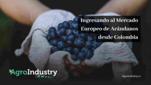 Ingresando al Mercado Europeo de Arándanos desde Colombia