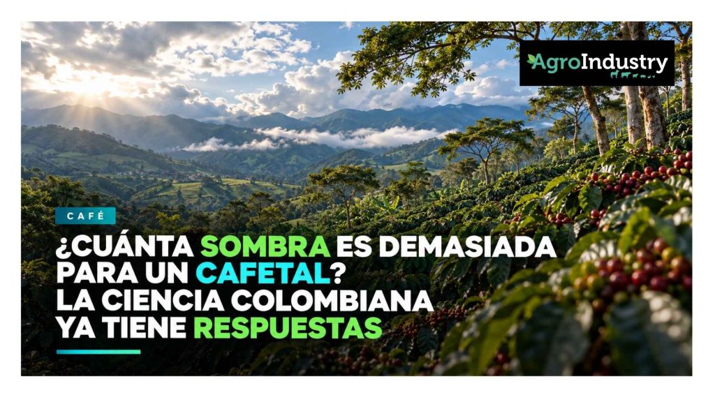 ¿Cuánta sombra es demasiada para un cafetal? La ciencia colombiana ya tiene respuestas