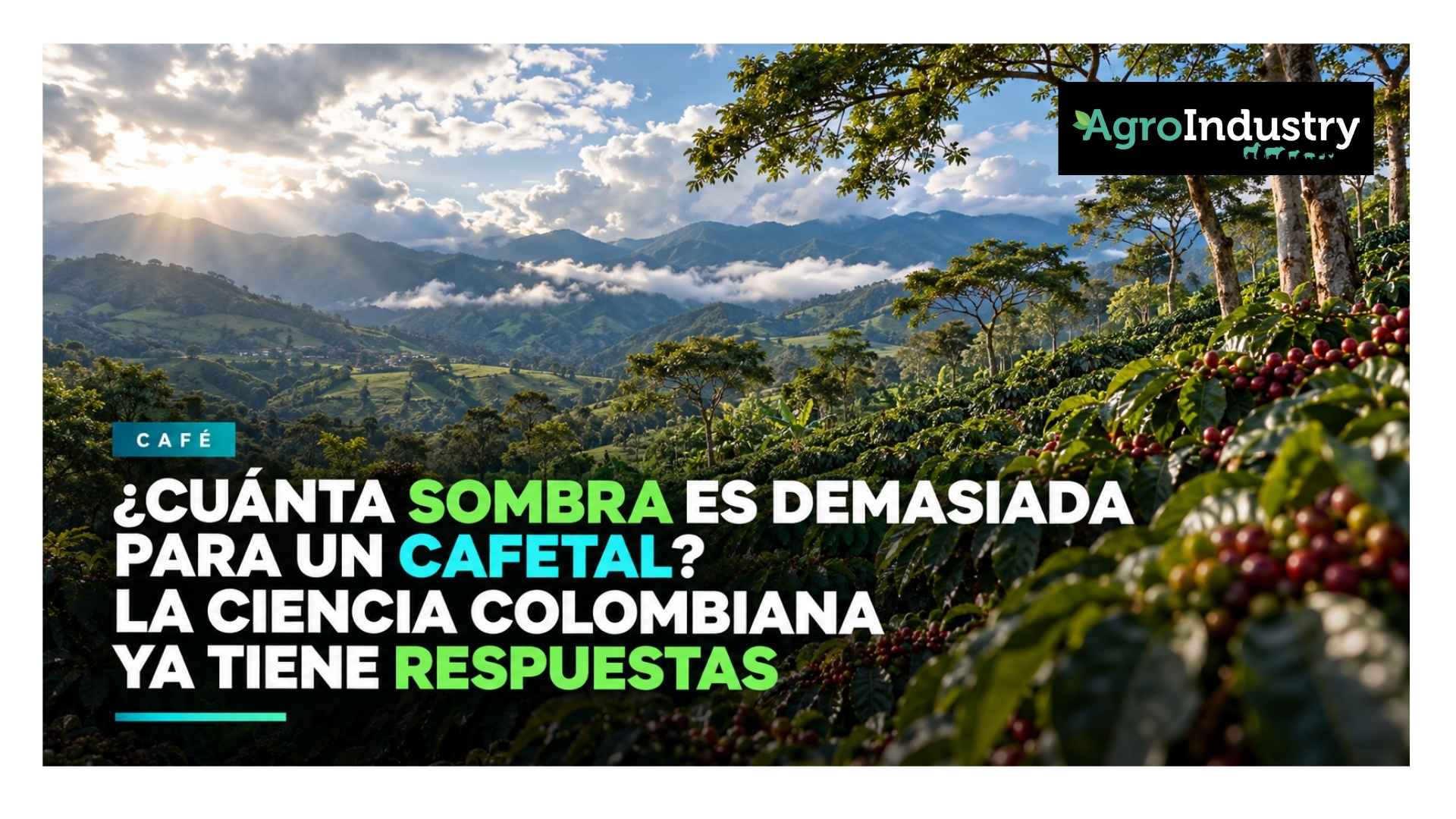 ¿Cuánta sombra es demasiada para un cafetal? La ciencia colombiana ya tiene respuestas